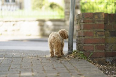 Çitin yanında tek başına duran sevimli maltipoo yavrusu. Kayıp köpek konsepti