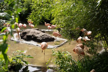 Pembe flamingo sürüsü gölette otluyor. Vahşi yaşam konsepti