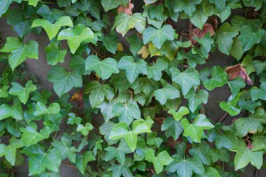 Yeşil sarmaşıkla kaplı bir duvar. Doku konsepti