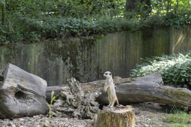 Yaz parkında ağaç kütüğünün üzerinde arka ayakları üzerinde duran tatlı mirket. Vahşi yaşam konsepti