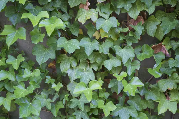 Yeşil sarmaşıkla kaplı bir duvar. Doku konsepti
