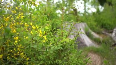 Sarı çalı ve ormandaki yaşlı ağaç kütüğü. Vahşi yaşam konsepti