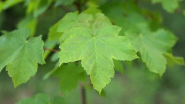 Akçaağaç yaprağı bulanık arka planda rüzgarda sallanıyor. Doğa konsepti