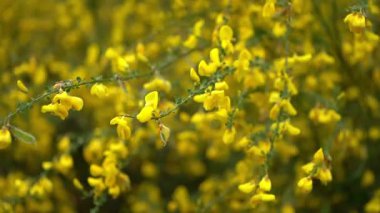 Arka planı bulanık sarı çalıların yanında yavaş çekim. Doğal güzellik konsepti