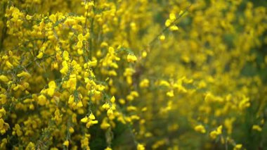Arka planı bulanık sarı çalıların yanında yavaş çekim. Doğal güzellik konsepti