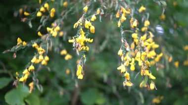 Arka planı bulanık sarı çalıların yanında yavaş çekim. Doğal güzellik konsepti