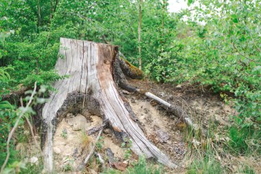 Yeşillik orman ortamında ayrıntılı bir ağaç kütüğünün yakın çekimi. Kavram: doğal dokular, çevre hikaye anlatımı, orman ekosistemi, zamansızlık.