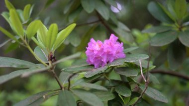Bir daldaki rhododendron çiçeğine yakın plan. Konsept: Doğal güzellik, çiçek zarafeti, botanik sükunet, bahar uyanışı.
