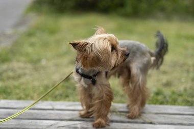 Küçük Yorkshire Teriyeri yazın bir banktan atlıyor. Konsept: neşeli enerji, evcil hayvan sevinci, açık hava eğlencesi, hayat dolu arkadaş