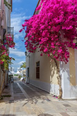 Yunanistan 'ın eski Nafplio Argolis kentinde kaldırımlı cadde manzarası, dükkan cepheleri ve tam teşekküllü bir begonvil manzarası.