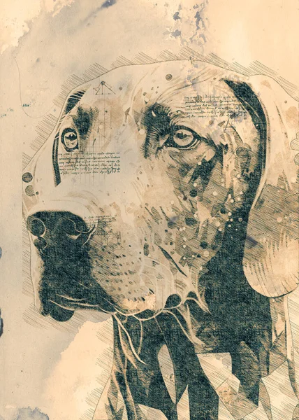 Digital illustration sketch of a Weimaraner dog