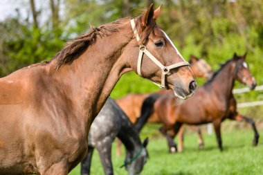 Running horses on fresh green meadow at spring time