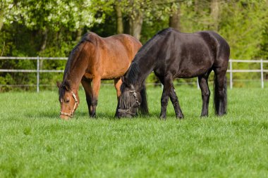 two grazing horses on fresh green meadow at spring time