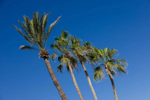 stock image Palm trees on Tenerife in front of a sunny blue sky without clouds