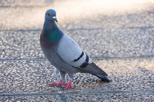 Gros Plan Pigeon Plein Air Sur Une Promenade Latérale — Photo