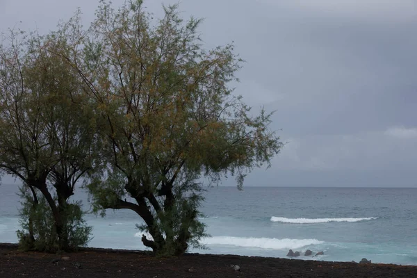 Dia Nublado Praia Vulcânica Preta Com Arbusto Primeiro Plano — Fotografia de Stock