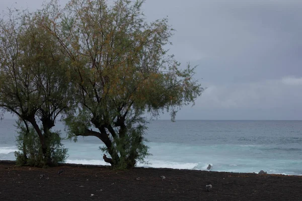 Dia Nublado Praia Vulcânica Preta Com Arbusto Primeiro Plano — Fotografia de Stock