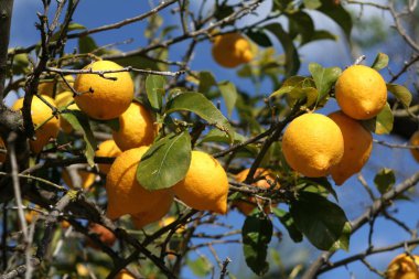 Limon ağacında büyüyen sarı limonlara yakın çekim