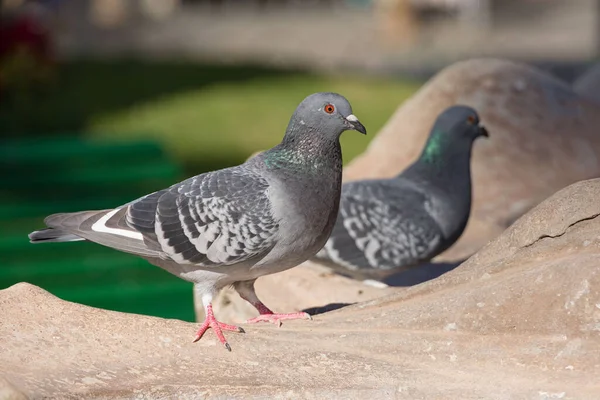 Close Two Pigeons Park — Stock Photo, Image