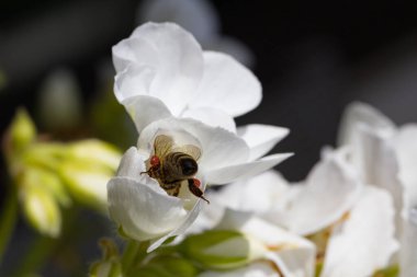Bir bal arısının arkasında beyaz bir çiçekte nektar topluyor.