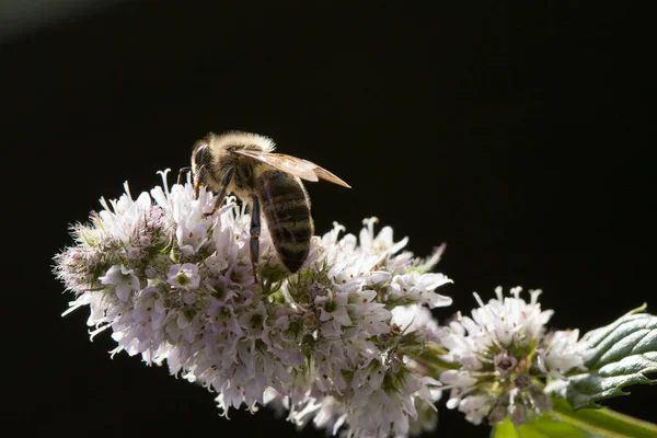 Ein Fliegendes Insekt Beim Nektarsammeln Einer Kräuterblüte Vor Schwarzem Hintergrund — Stockfoto