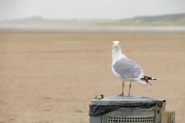 A white sea gull sitting on a trash can at beach