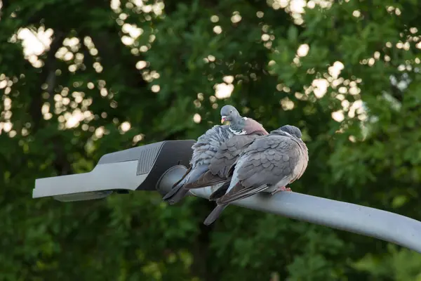Couple Pigeons Rock Doves Sitting Outdoors Street Lantern Stock Image