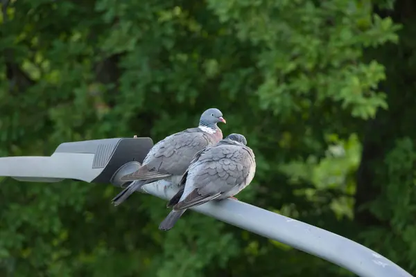 Couple Pigeons Rock Doves Sitting Outdoors Street Lantern Stock Image