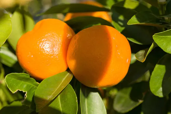 Κοντινό Πλάνο Καλλιέργειας Πορτοκαλιών Πορτοκαλιά Εικόνα Αρχείου