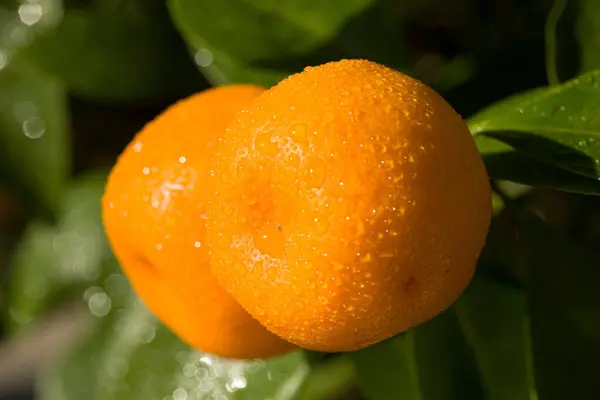 Close Growing Oranges Orange Tree Royalty Free Stock Photos