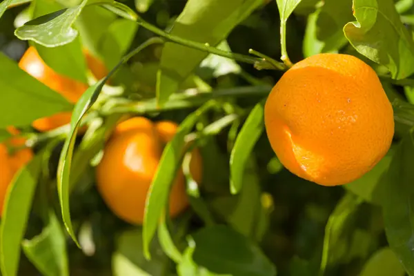Primer Plano Del Cultivo Naranjas Naranjo Imagen de stock