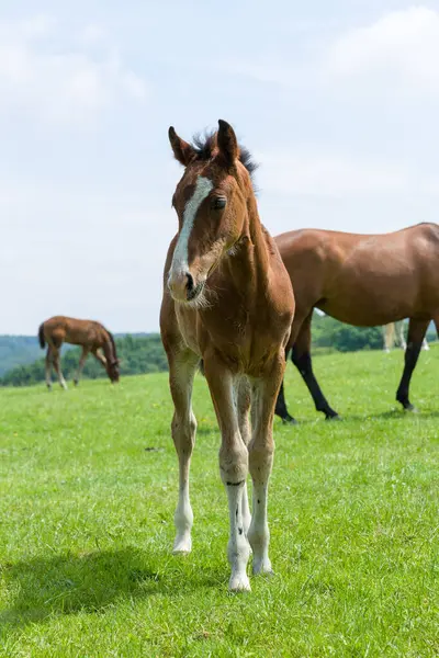 Young Foal Her Mother Background Green Meadow Stock Image