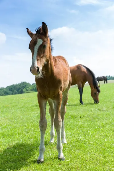 Young Foal Her Mother Background Green Meadow Royalty Free Stock Images