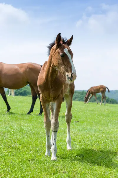 Young Foal Her Mother Background Green Meadow Stock Photo