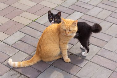 Bahçede kırmızı bir kedi ve siyah bir kedi