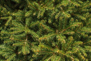 Yeşil iğneli Noel ağacı dalları