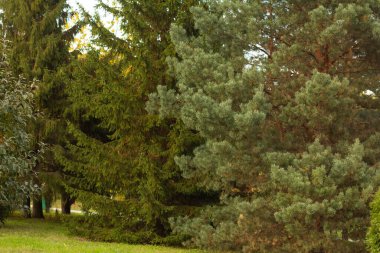 Parkta farklı Noel ağaçları