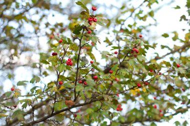 Olgun kırmızı meyvelerle dolu üzüm dalları