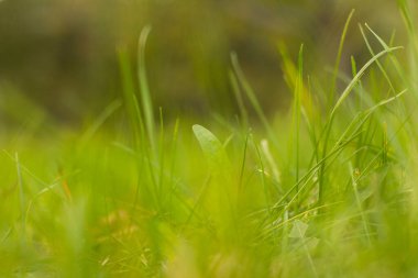Tvar ve yaprakların yeşil arkaplanı