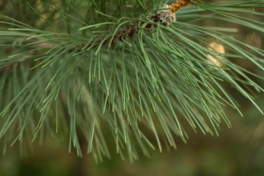 Kozalaklı kozalaklı çam dalları
