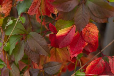 Sonbaharda bulutlu havada kırmızı üzüm yaprakları
