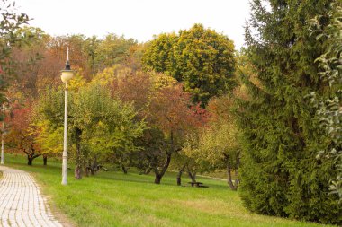 Parktaki çimenler altın sonbahar.