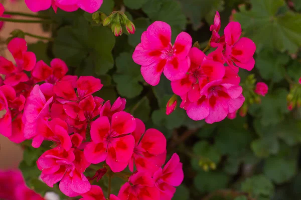 Bahçedeki saksıda tırtıllı pembe pelargonyum çiçekleri.