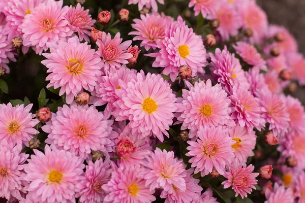 Sonbaharın sonlarında çiçek açan pembe kasımpatı çiçekleri.