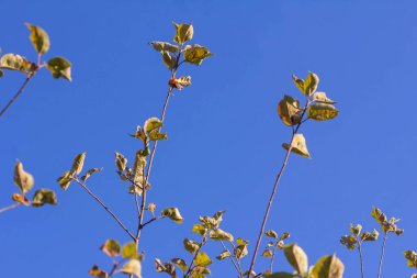 Sonbaharın sonlarında bir elma ağacının dalları mavi gökyüzü arka planında