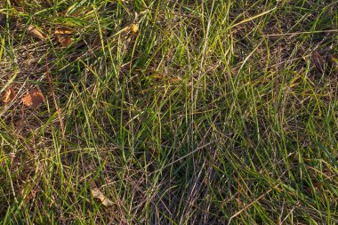 Sonbahar arka planında kuru ve genç çimenler