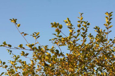 Sonbaharın sonlarında bir elma ağacının dalları mavi gökyüzü arka planında