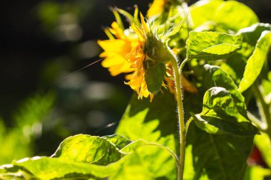 Arka planda çiçek açan bir ayçiçeği.
