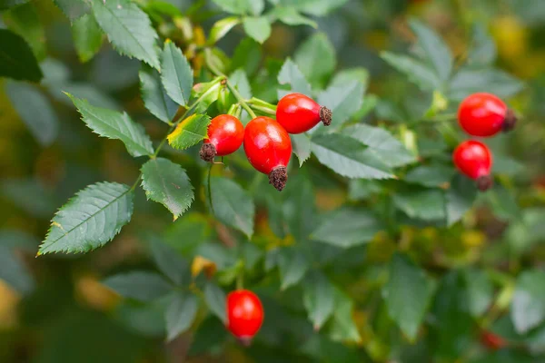 Sonbaharda kırmızı gül ağacı meyveleri