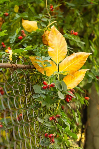 Sonbaharda gül kalçalar ve tel örgü üzerinde sarı yapraklar.
